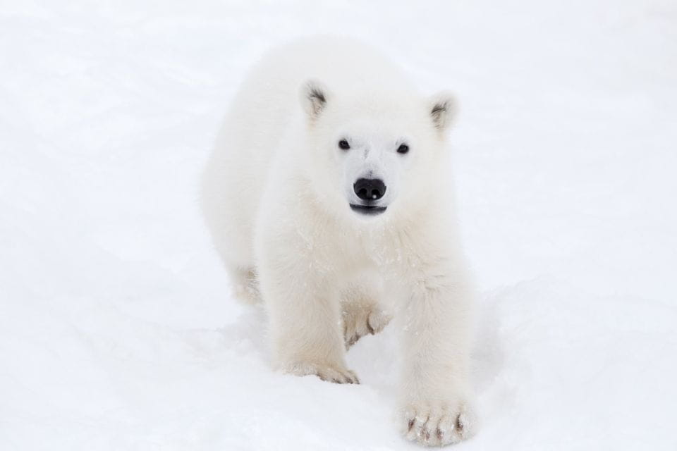 Ranua: Wildlife Park Experience With Buffet Lunch - Included in the Package