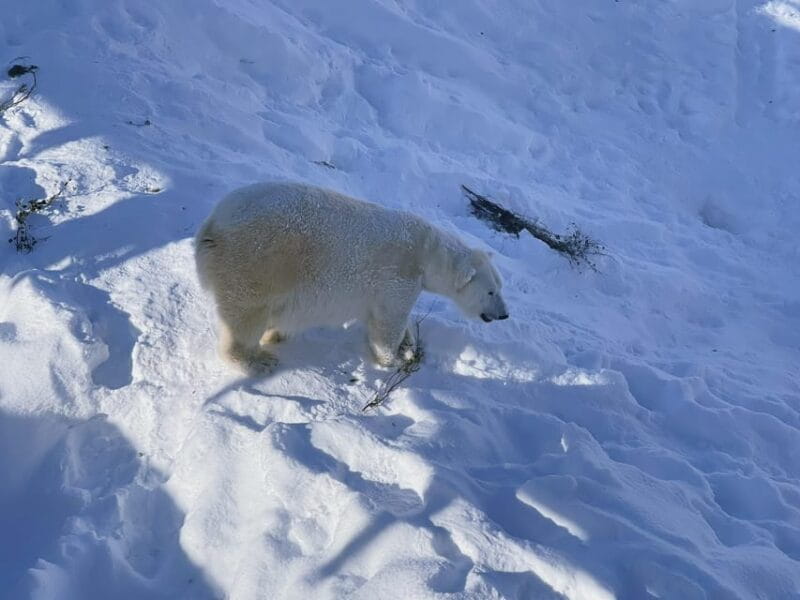 Ranua Wildlife zoo tour with lunch buffet included - FAQ