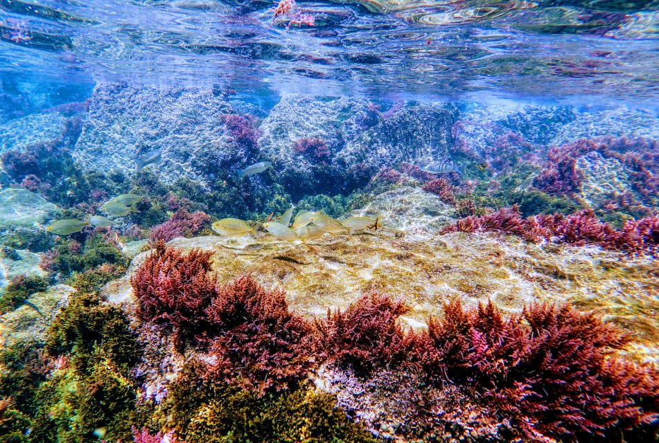 Rate: Guided Snorkel Tour in the Strait Natural Park - Experience Highlights