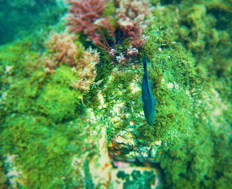 Rate: Guided Snorkel Tour in the Strait Natural Park - Booking Information