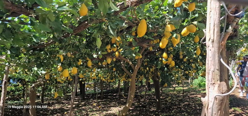 Ravello: Guided Walking Tour - Discovering Ravello: A detailed look at the guided walking tour