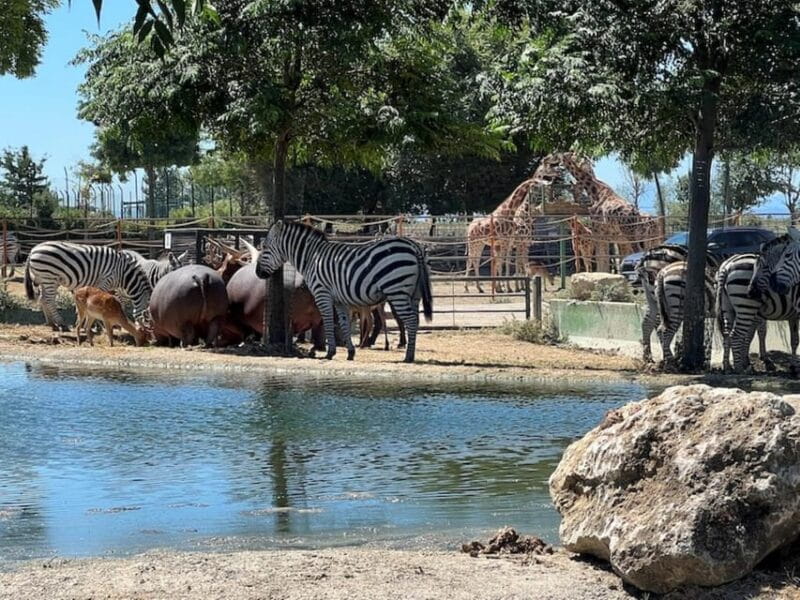 Ravenna: Safari Ravenna entrance ticket - Encountering the Animals: The Heart of the Experience