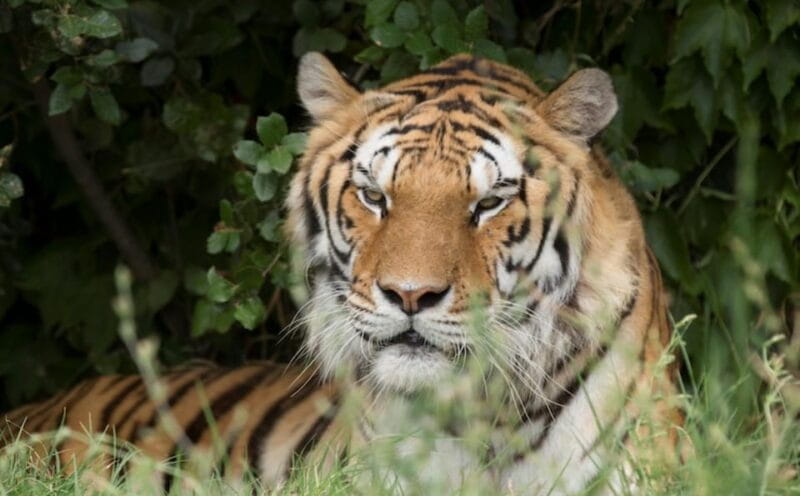 Ravenna: Safari Ravenna entrance ticket - The Park’s Conservation Focus