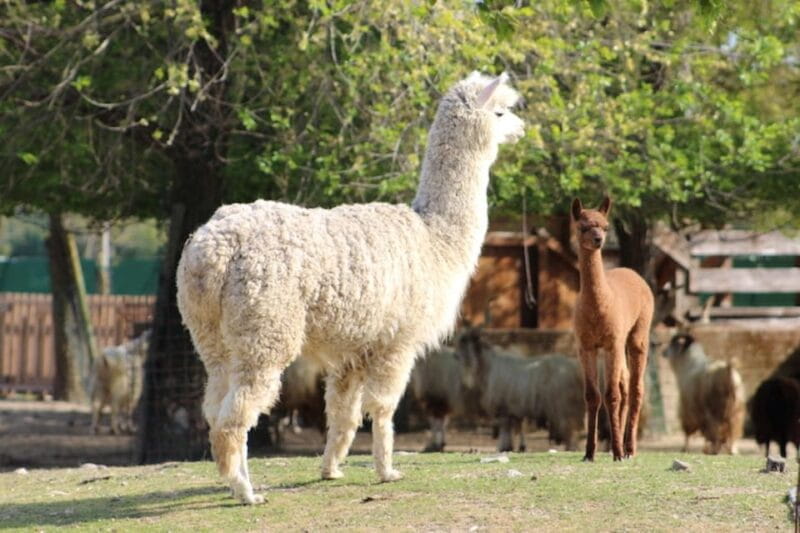 Ravenna: Safari Ravenna entrance ticket - The Sum Up