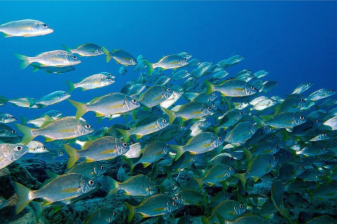 RECREATIONAL DIVE (Certified Divers Only) : Explore Canarian Sealife - Inclusions