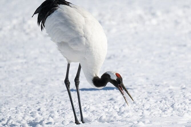 Red Crowned Crane and Wildlife Watching - Wildlife Sightings and Landscapes