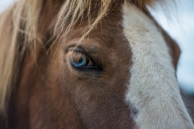Red Lava Horse Riding Tour From Reykjavik - Meeting Point and Pickup