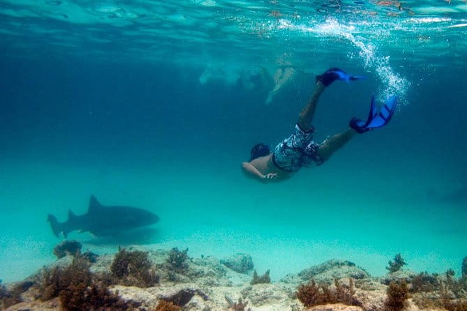 Reef Explorer Half Day Trip - Key Points/Takeaways