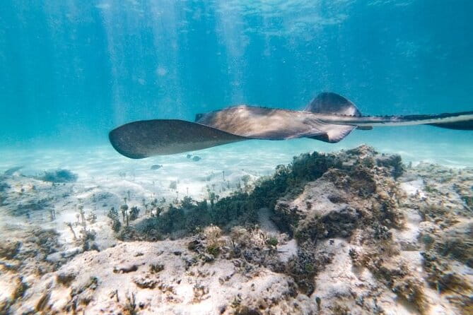 Reef Explorer Half Day Trip - Detailed Review of the Reef Explorer Half Day Trip in Punta Cana