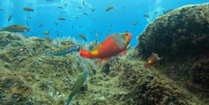 Reef Fish Watching - What You Can Expect from the Itinerary