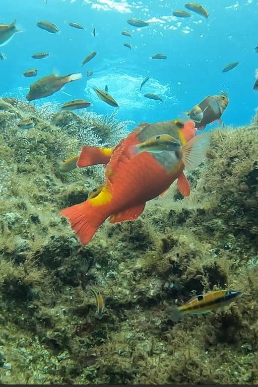 Reef Fish Watching - Who Will Love This Experience?