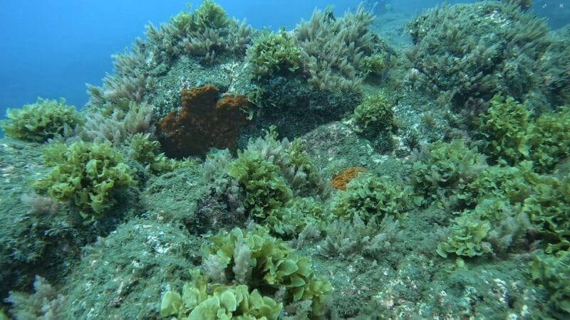 Reef Fish Watching - FAQs about Reef Fish Watching in Madeira