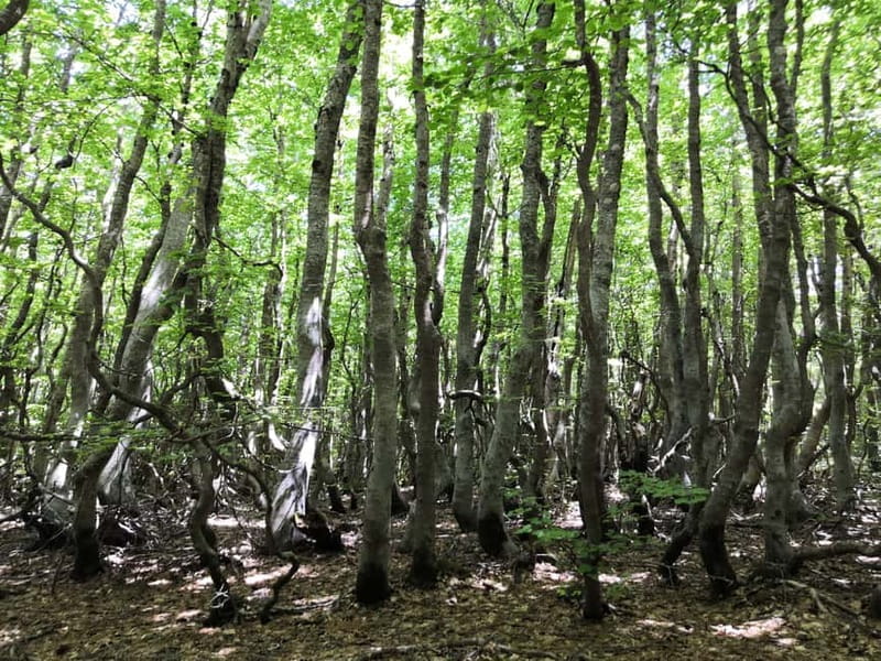 Reggio Calabria: Aspromonte Trails Trek to Montalto Summit - Who Should Consider This Experience?