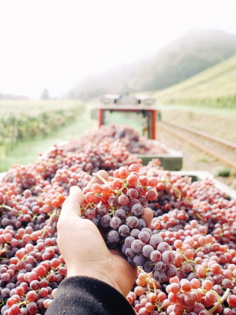 Reil, Mosel: Guided organic wine tasting and cellar tour - Final thoughts