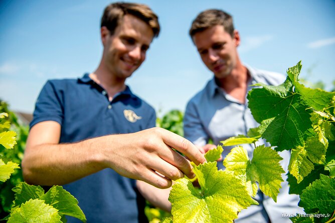 Reims Afternoon Tour Champagne and Family Growers - Meeting and Pickup