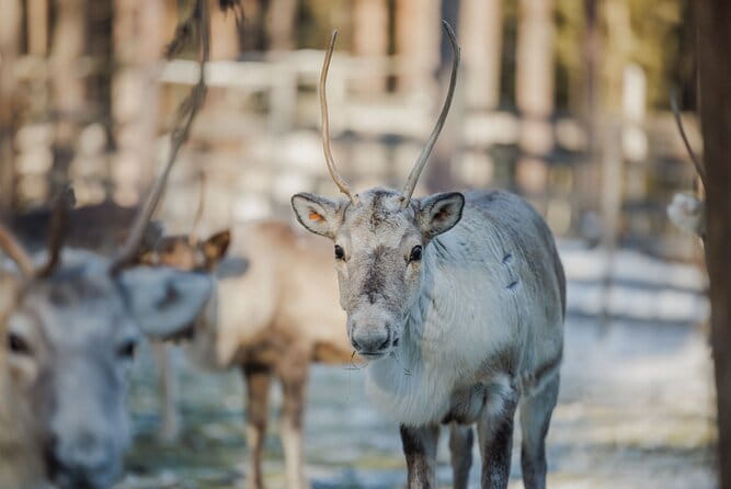 Reindeer Experience with Sledge Ride - Key points / Takeaways