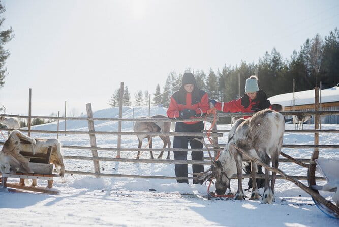 Reindeer Experience with Sledge Ride - Discovering Rovaniemi’s Reindeer World