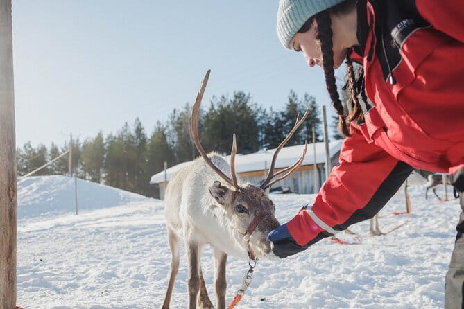 Reindeer Experience with Sledge Ride - Who Will Appreciate This Tour Most?