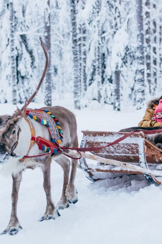 Reindeer Farm Visit with Sleigh Ride - The Sleigh Ride: A Short but Sweet Arctic Moment