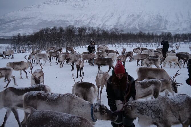 Reindeer Feeding and Sami Culture Afternoon Departure - An Introduction to the Experience