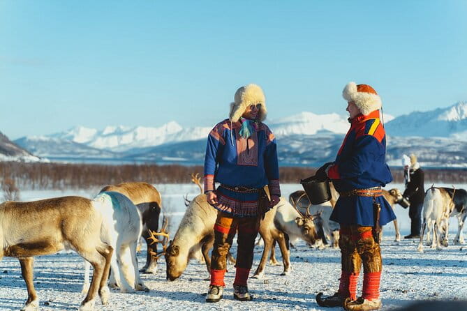 Reindeer Feeding and Sami Culture Afternoon Departure - Sami Culture and Warmth in the Wild
