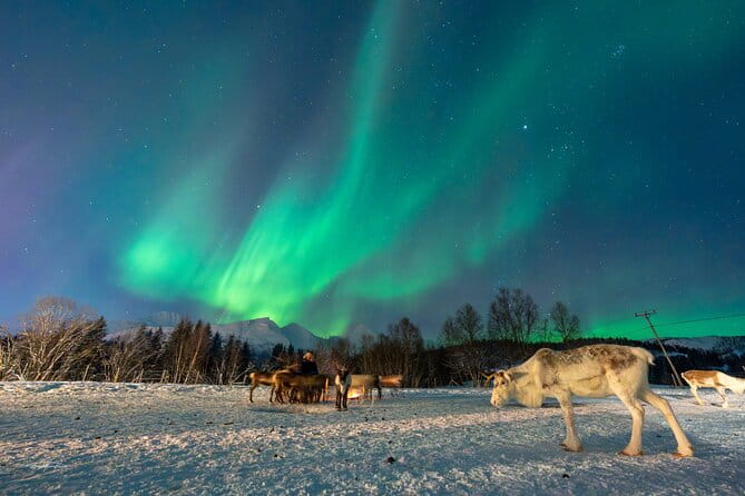 Reindeer Feeding and Sledding, Sami Storytelling Night Tour - Exploring the Arctic Culture and Nature of Tromsø