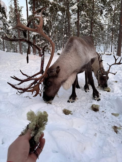 Reindeer feeding in Inari - Reindeer Feeding in Inari: An Authentic Arctic Experience
