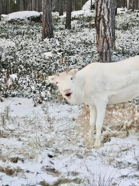 Reindeer feeding in Inari - Arriving and Starting the Journey: How the Tour Unfolds