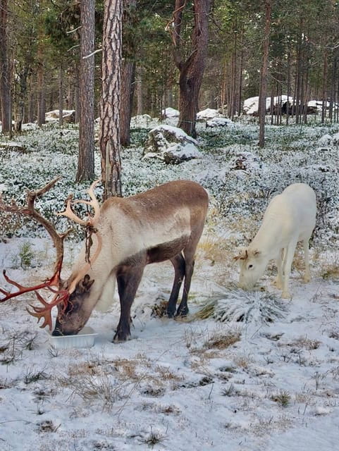 Reindeer feeding in Inari - Price, Value, and Practical Tips