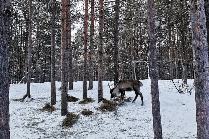 REINDEER FEEDING - Join us for a unique moment with our reindeer - A Detailed Look at the Reindeer Feeding Experience