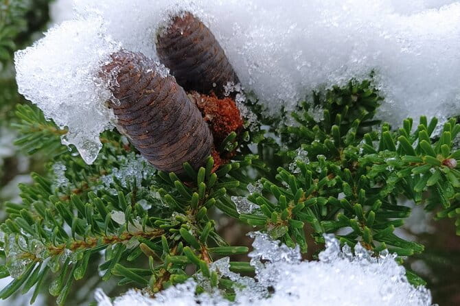 Reindeer Park Adventure VIP Car (private service) - Suitability and Who Will Love This Tour