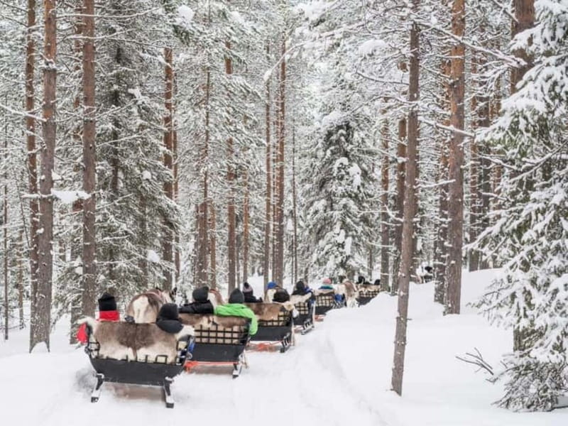 Reindeer Safari at a 200-Year-Old Farm & Long Sled Ride - Key points / Takeaways