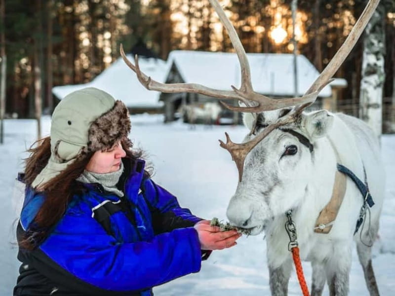 Reindeer Safari at a 200-Year-Old Farm & Long Sled Ride - Entering the Arctic Wonderland: The Experience Breakdown