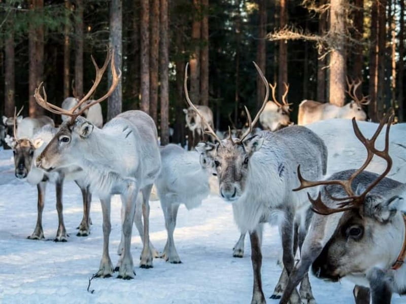 Reindeer Safari at a 200-Year-Old Farm & Long Sled Ride - Summary of Experience Strengths and Considerations
