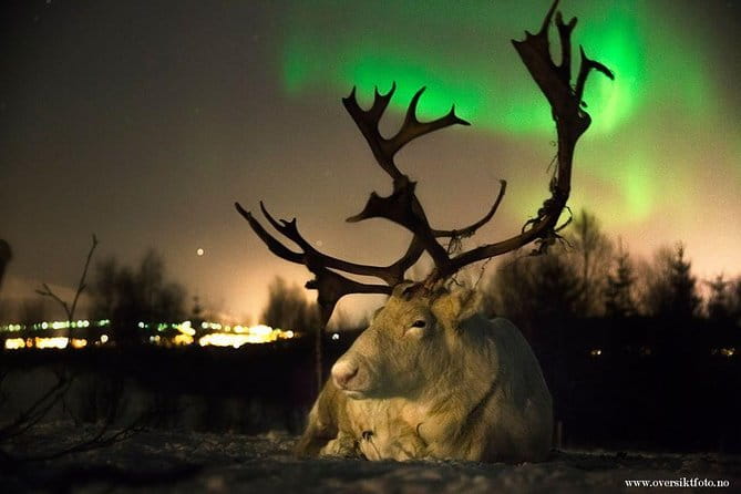 Reindeer Sledding and Feeding with Chance of Northern Lights Tromso - A Detailed Look at the Tromsø Reindeer and Sami Cultural Tour