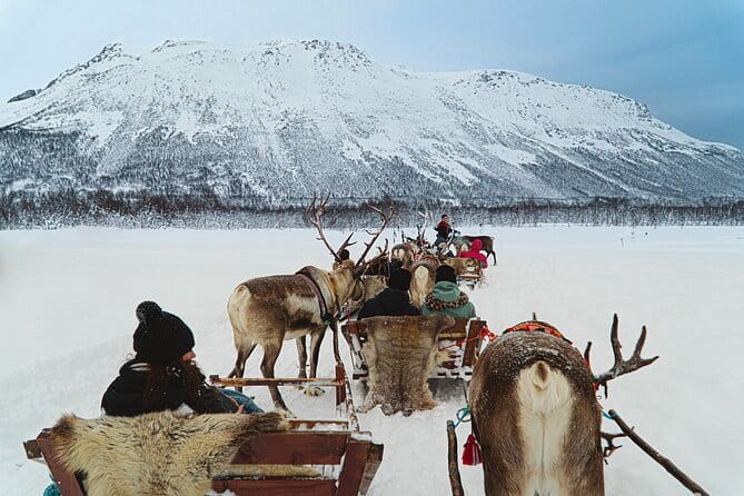 Reindeer Sledding and Feeding with Sami Culture in Tromso. - Final Thoughts