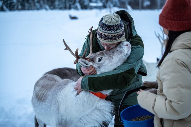 Reindeer Sledding, Feeding And Sami Culture At Reindeer Farm - Exploring the Itinerary in Detail