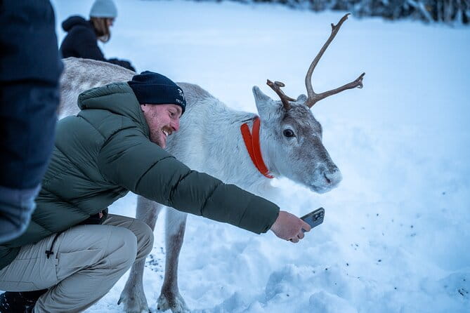 Reindeer Sledding, Feeding And Sami Culture At Reindeer Farm - The Sum Up