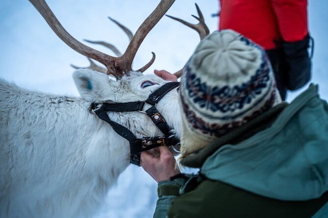 Reindeer Sledding, Feeding And Sami Culture At Reindeer Farm - FAQ Section