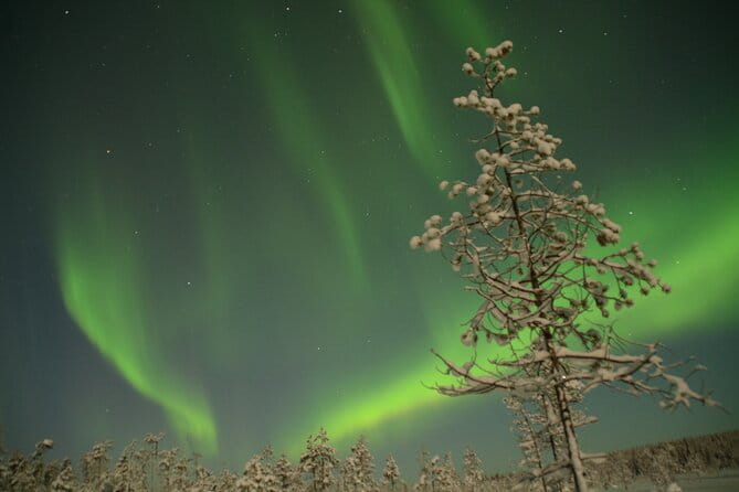 Reindeer sleigh ride across the night in Apukka Resort Rovaniemi - Final Thoughts on Value and Suitability