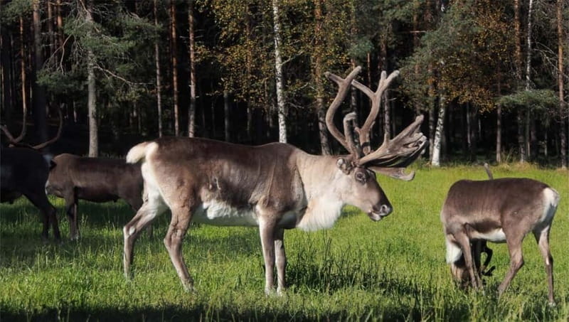Reindeer Summer Farm Visit at a 200-Year-Old Rovaniemi Farm - Key points / Takeaways