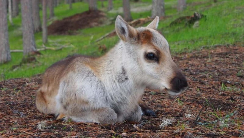 Reindeer Summer Farm Visit at a 200-Year-Old Rovaniemi Farm - Entering the World of Lapland’s Reindeer Culture