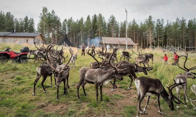 Reindeer Summer Farm Visit at a 200-Year-Old Rovaniemi Farm - Who Would Love This Tour?