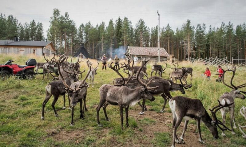 Reindeer Summer Farm Visit at a 200-Year-Old Rovaniemi Farm - Price and Value