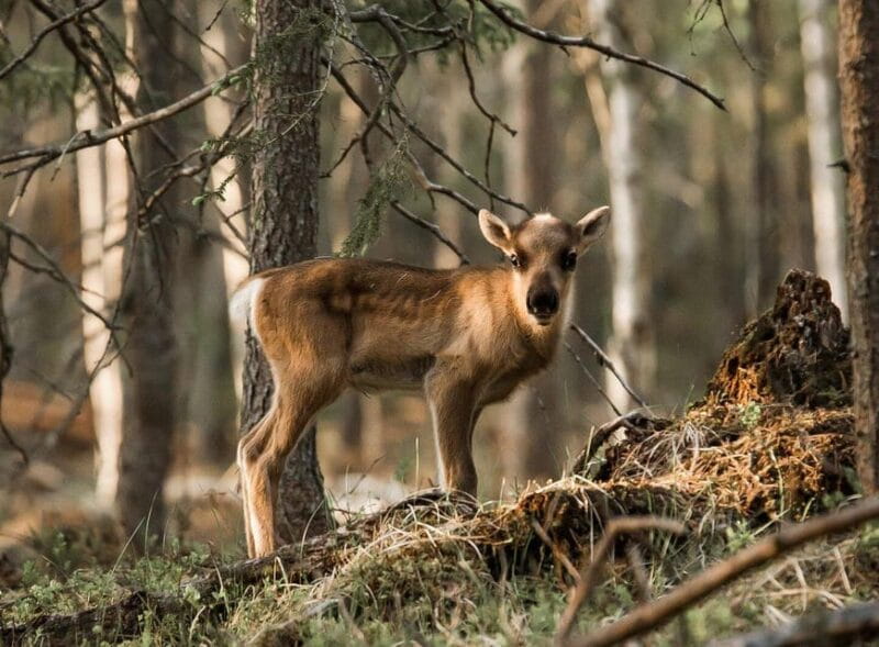 Reindeer Summer Farm Visit at a 200-Year-Old Rovaniemi Farm - FAQ