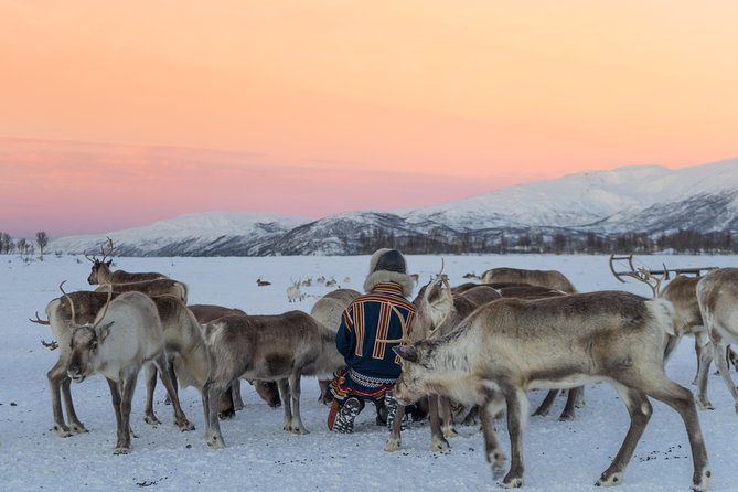 Reindeer Visit, and Sami Culture Including Lunch From Tromso - Inclusions in the Package