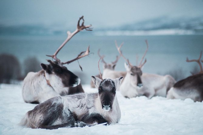 Reindeer Visit, and Sami Culture Including Lunch From Tromso - Lunch and Traditional Fare