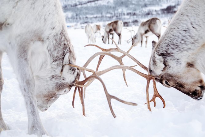 Reindeer Visit, and Sami Culture Including Lunch From Tromso - Cancellation and Additional Options