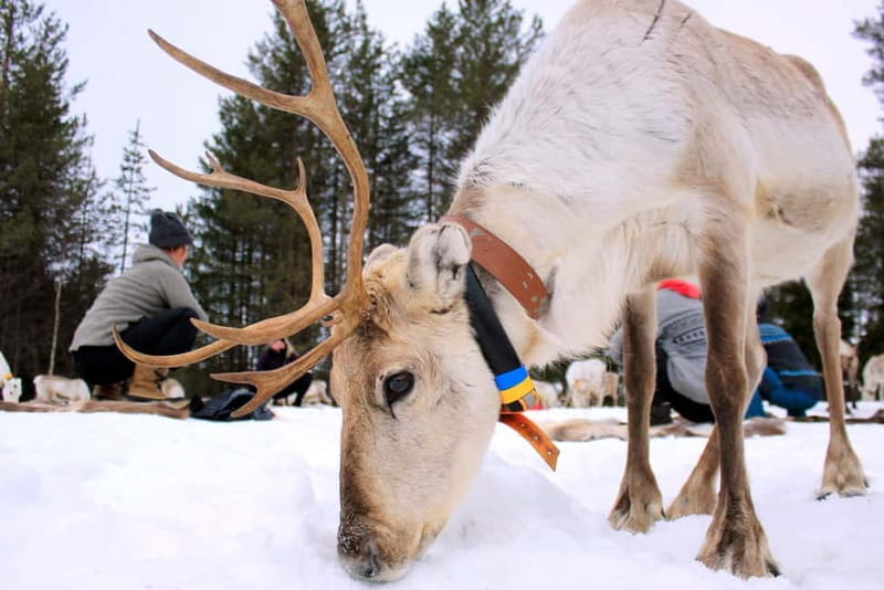 Reindeer yoga in Kuusamo - Key Points / Takeaways