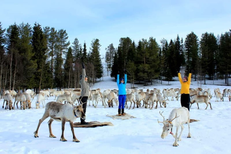 Reindeer yoga in Kuusamo - Reindeer Yoga in Kuusamo: A Detailed Guide